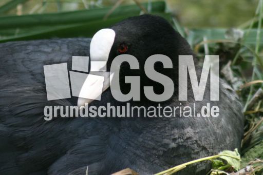 Blässhuhn-4 045.jpg